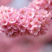 beautiful pink flowers