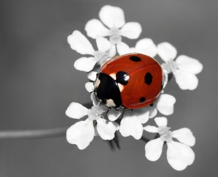 Ladybug - nature, red, ladybug, macro, ladybird, flower, bug