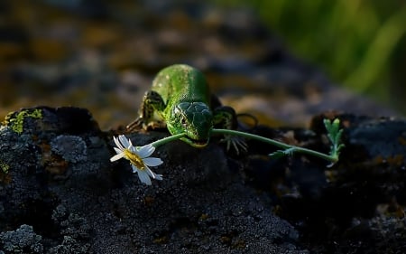 *** Lizard with flower *** - lizard, white, flower, flowers, nature