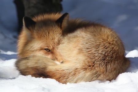 *** Red fox *** - red, animal, animals, fox