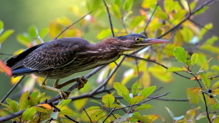 *** GREEN HERON *** - heron, birds, animal, green, animals