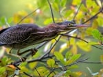 *** GREEN HERON ***