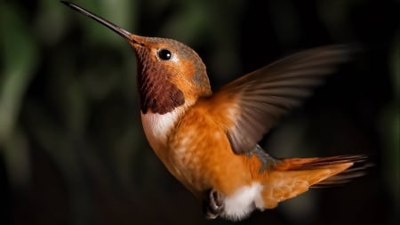 *** Hummingbird *** - animal, animals, birds, hummingbird