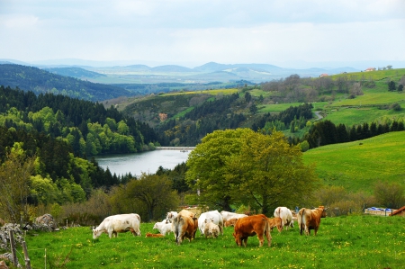 *** Life on meadow *** - animal, animals, meadow, cows, life