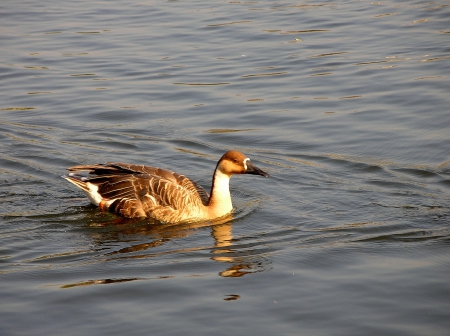 *** - animal, animals, birds, bir