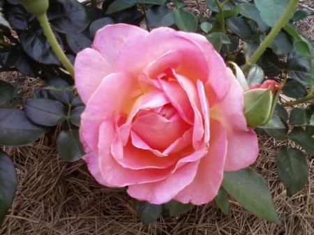 a Hot Cocoa Pink Rose - pretty, rose, coccoa, pink