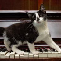 Cat and piano