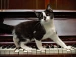 Cat and piano