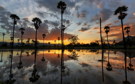 Tree - tree, nature, water, sun