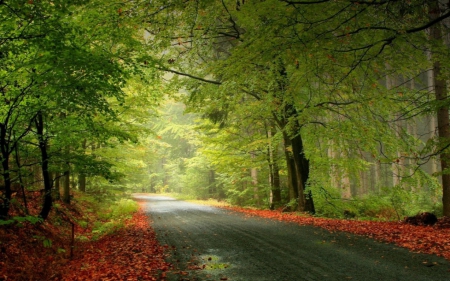 Autumn Road - road, trees, beautiful, autumn