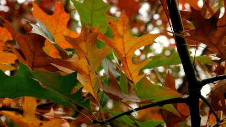 autumn tree in n.y - leaves, autumn, trees, ny