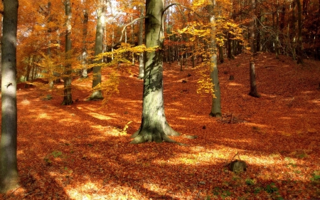 autumn in backyard - pretty, back, red, yard, orange, leaves