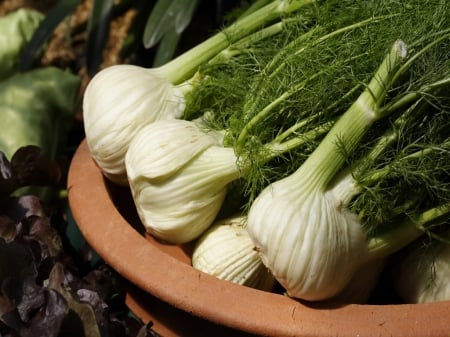 Fennel - fennel, green, garden, vegetable