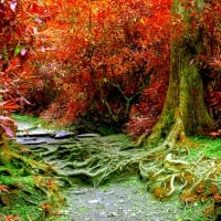 AUTUMN FOREST PATH