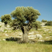 Olive Tree