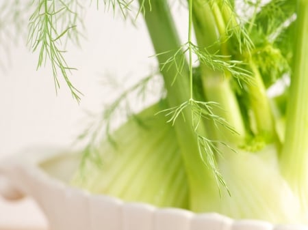 Fennel - fennel, food, garden, vegetable