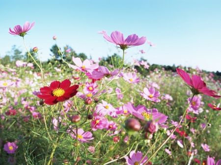 Lovely Field - field, flowers, garden, grass