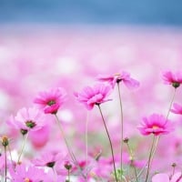 Pink Flowers