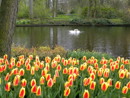 Nature - Tulips, Lake, Flowers, Swans