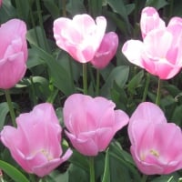 Pink Tulips