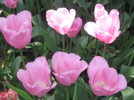 Pink Tulips - tulips, flowers, garden, pink