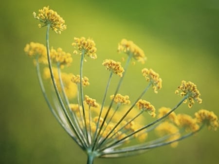 Fennel - fennel, field, garden, flower