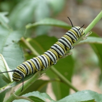 Butterfly Larva