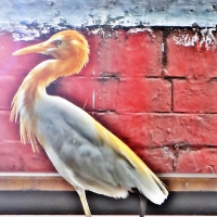 Sarus Crane