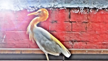 Sarus Crane - bird, white, animal, beautiful, crane, orange, sarus