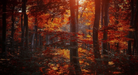 Autumn Forest - fall, colors, trees, leaves