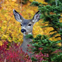 Autumn Deer