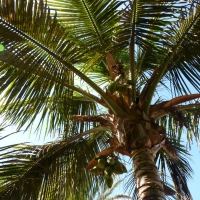 Coconut Tree