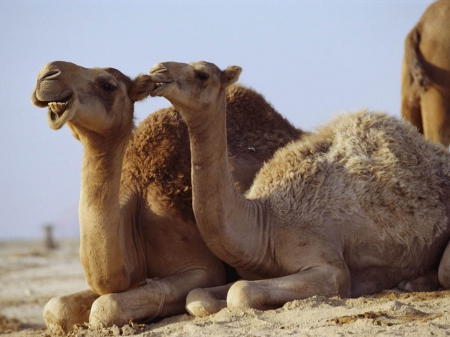 Camels - camel, camels, desert, sand