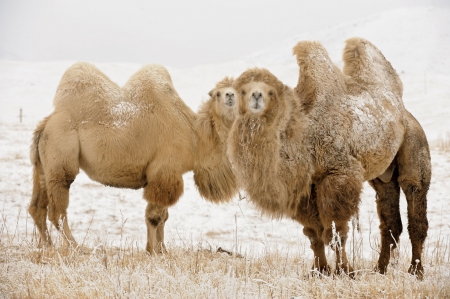 Camels - animal, nature, camel, camels