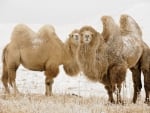 Camels