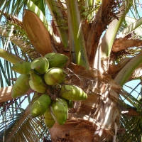 Coconut Tree