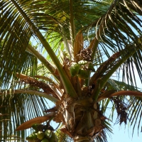 Coconut Tree