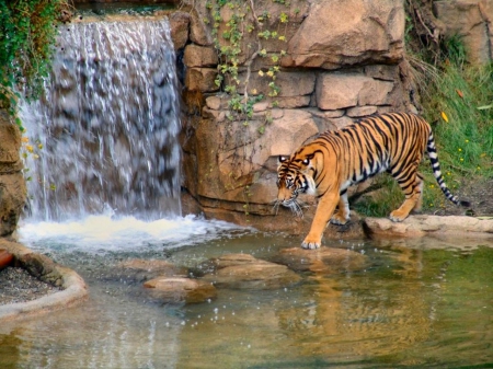 Majestic Tiger - water, waterfall, tiger, vines, rocks