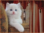 cute cat......