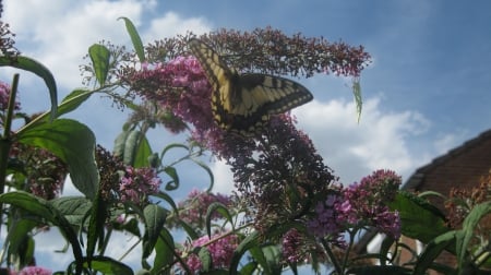 beautiful butterfly - butterfly, flowers, big, beautiful