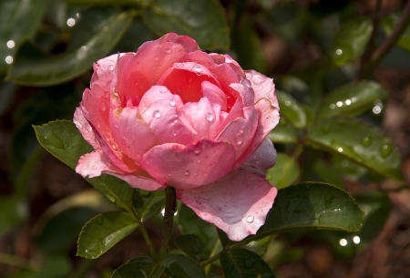 *** Pink flower *** - nature, flowers, flower, pink