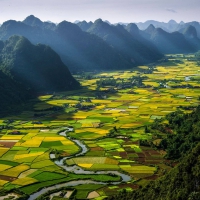 RICE PLOTS, VIETNAM