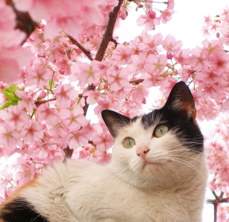 Cherry Blossoms & Kitty - cherry, blossoms, animals, kitty