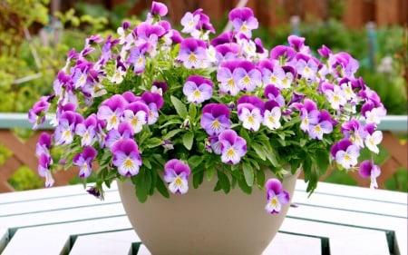 Lovely Potted Flowers - flowers, nature, purple, potted