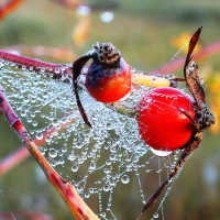 Autumn morning.