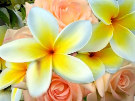 Plumeria & Roses  - ROSES, PLUMERIA, NATURE, BEAUTY, FLOWERS