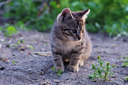 Cat - sleepy, cute, beautiful, cat, sleeping, kitty, cats, hat, cat face, paws, face, animals, pretty, beauty, sweet, kitten, lovely