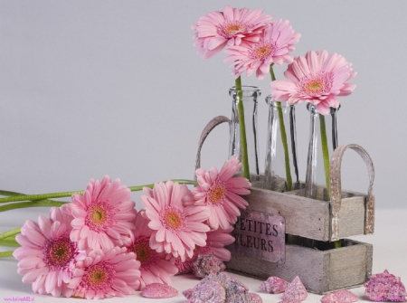 pink gerberas still life - flowers, still life, pink, gerberas