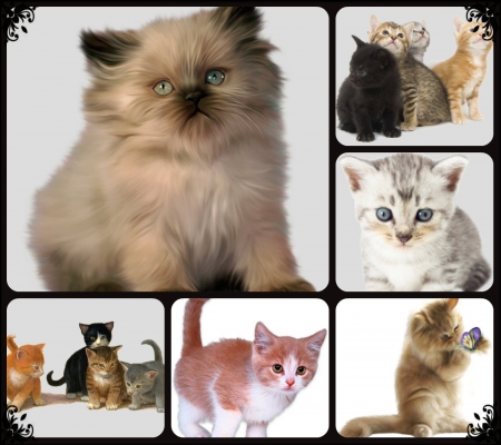 FOR DEAR CARMEN. ''CARMENMBONILLA'' - CUTE, CARMEN, KITTENS, LITTLE