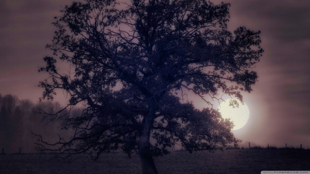 Full moon - wallpaper, forest, field, fog, tree, nature, mist, autumn, fall, landscape, dark, hd, night, sky, moon, scene, dawn